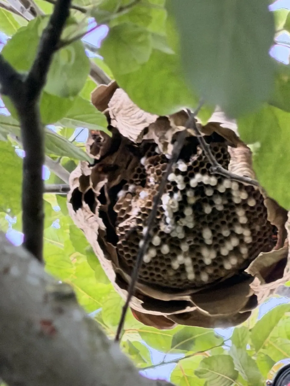 Geöffnetes Nest mit sichtbaren Brutwaben und Larven