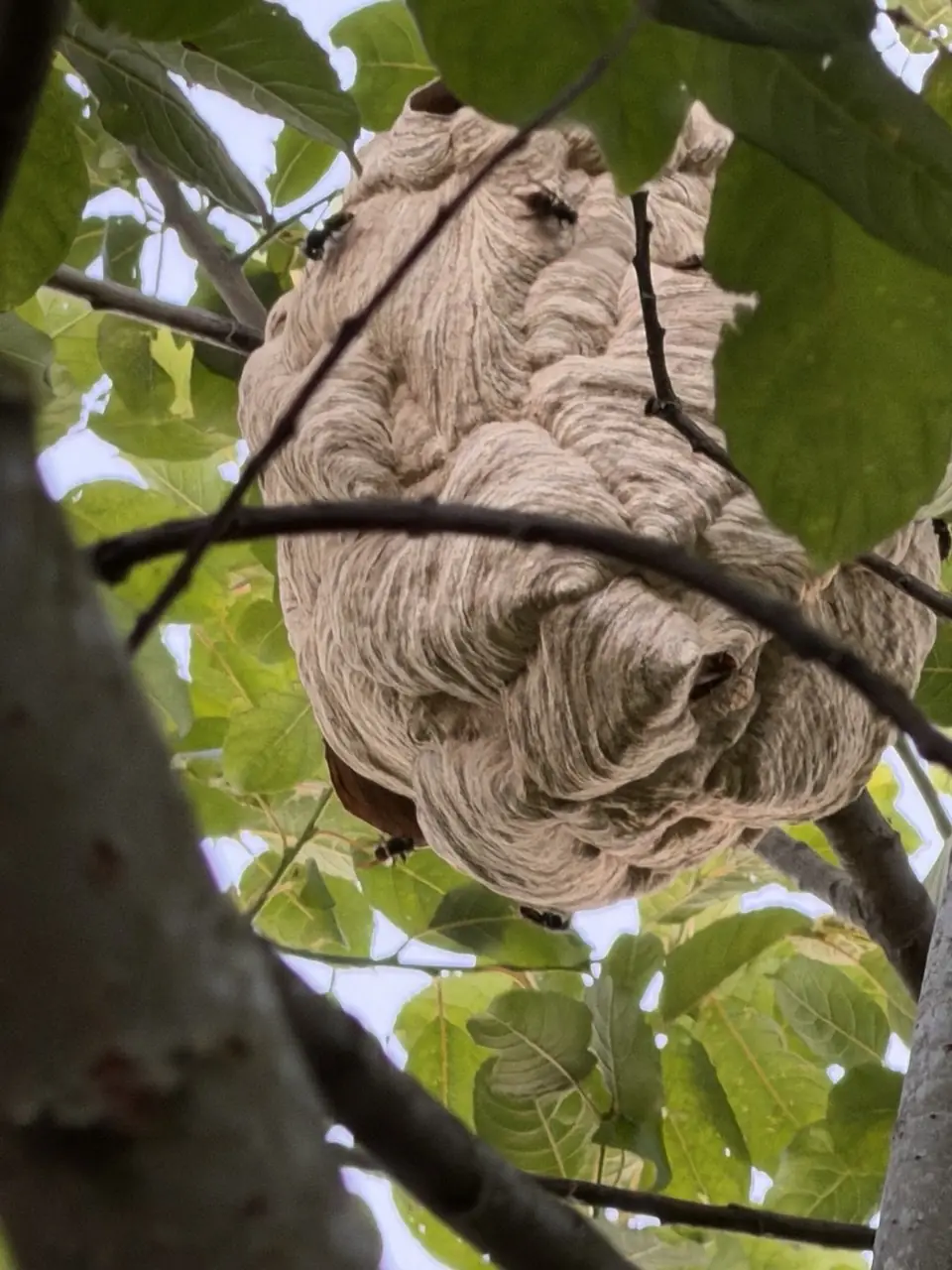 Großes frei hängendes Nest hoch in einer Baumkrone