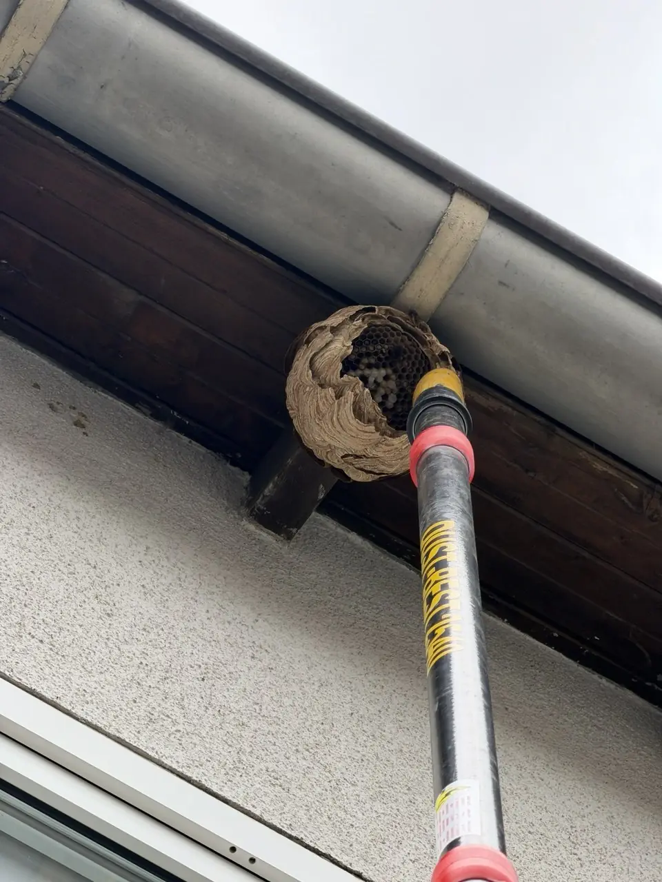 Nestentfernung mit Teleskopstange unter einem Dachüberstand