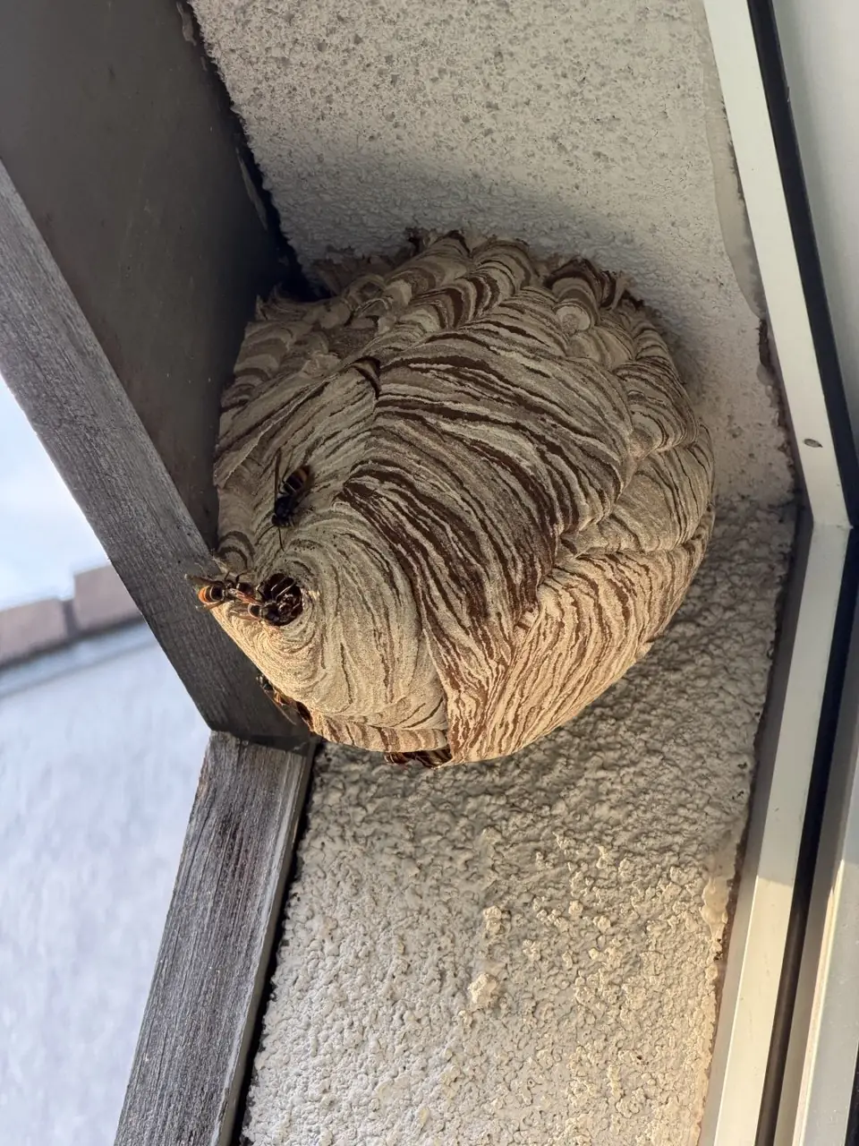 Nest an einem Fenstersturz unter einem Holzbalken mit sichtbaren Tieren