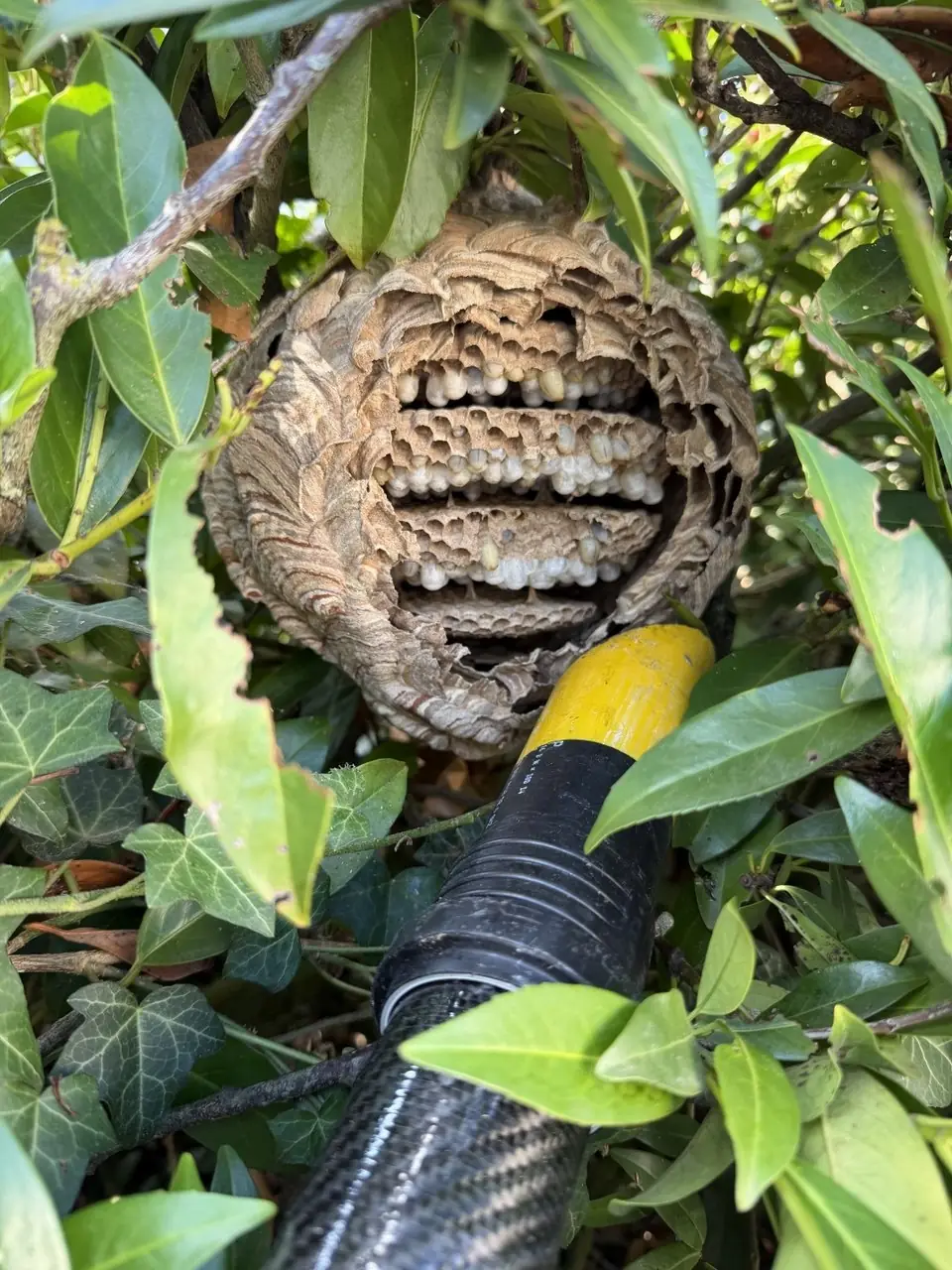 Nest in einer Hecke mit sichtbaren Brutwaben wird abgesaugt